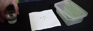 Pasos a seguir para germinar semillas de marihuana