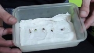 Pasos a seguir para germinar semillas de marihuana