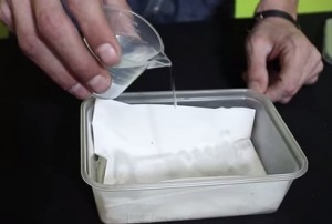 Pasos a seguir para germinar semillas de marihuana