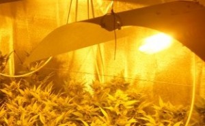 Parámetros básicos para el cultivo interior