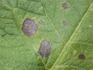 Hongos en el cultivo de marihuana
