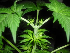 Seleccionar una planta madre foto de poda apical Seleccionar una planta madre