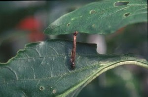 Insecticidas y fungicidas ecológicos en el cultivo de cannabis