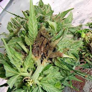 Hongos en el cultivo de marihuana