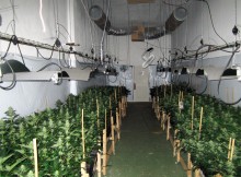 Control del olor en el cultivo interior