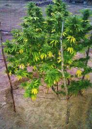 Cultivo de guerrilla