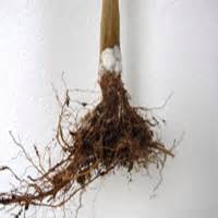 Hongos en el cultivo de marihuana