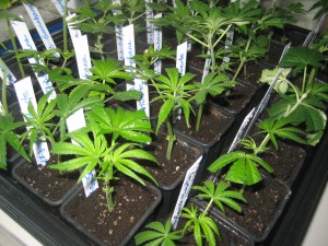 Seleccionar una planta madre foto de esquejes de marihuana Seleccionar una planta madre