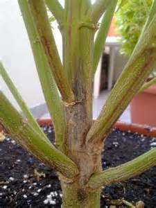 Hongos en el cultivo de marihuana