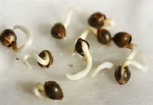 Seleccionar una planta madre foto de semillas germinando Seleccionar una planta madre