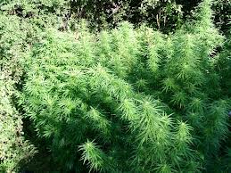 Cultivo de guerrilla