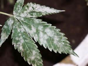 Quemador de azufre en el cultivo de marihuana fotos oidio Quemador de azufre en el cultivo de marihuana