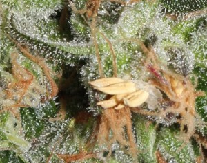 Seleccionar una planta madre foto de flor macho en cogollo Seleccionar una planta madre