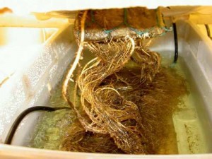 Hongos en el cultivo de marihuana