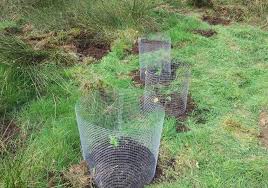 Cultivo de guerrilla