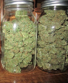 Secado y curado del cannabis fotos tarros de cristal Secado y curado del cannabis