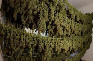 Secado y curado del cannabis fotos secado Secado y curado del cannabis