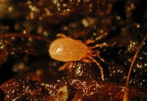 Lucha biológica