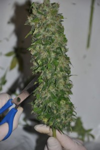 Secado y curado del cannabis fotos manicurado Secado y curado del cannabis