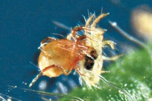 Lucha biológica