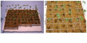 CULTIVO CON SEMILLAS EN EL GI GROW 336 foto de 1 CULTIVO CON SEMILLAS EN EL GI GROW 336