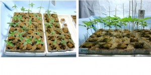CULTIVO CON SEMILLAS EN EL GI GROW 336 foto de 3 CULTIVO CON SEMILLAS EN EL GI GROW 336