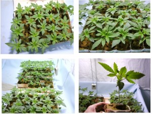 CULTIVO CON SEMILLAS EN EL GI GROW 336 foto de 4 CULTIVO CON SEMILLAS EN EL GI GROW 336