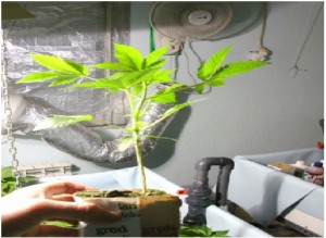 CULTIVO CON SEMILLAS EN EL GI GROW 336