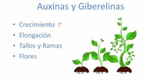 Las hormonas en las plantas