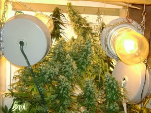 big bud