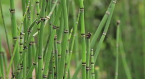 Lucha biologica contra los hongos