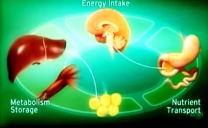 El cannabis ayuda a los diabeticos