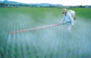 Las diferencias entre los productos minerales y organicos foto de ferlizacion quimica Las diferencias entre los productos minerales y organicos