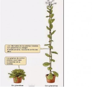 Las hormonas en las plantas