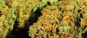Las diferencias entre cannabinoides naturales y cannabinoides sinteticos
