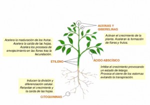Las hormonas en las plantas