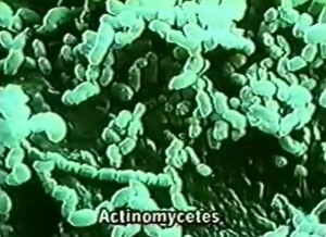 Las diferencias entre los productos minerales y organicos foto de microorganismos Las diferencias entre los productos minerales y organicos