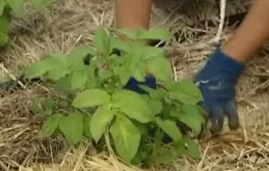 La permacultura y el cannabis foto de paja permacultura La permacultura y el cannabis