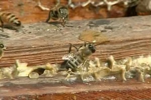 Lucha biologica contra los hongos