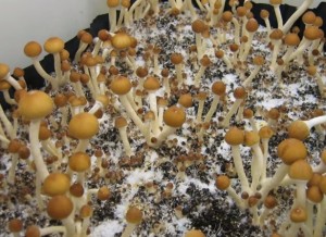 Fukushima necesita el Cannabis
