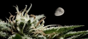 El cannabis y sus efectos en los ojos resina de cerca El cannabis y sus efectos en los ojos