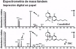 Cuanto tiempo se queda el THC en el cuerpo? thc y cbd Cuanto tiempo se queda el THC en el cuerpo?