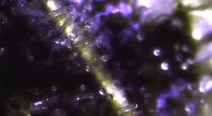 El cannabis ayuda a los diabeticos foto de tricomas El cannabis ayuda a los diabeticos