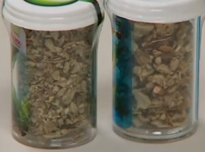 Las diferencias entre cannabinoides naturales y cannabinoides sinteticos foto de yerba Las diferencias entre cannabinoides naturales y cannabinoides sinteticos