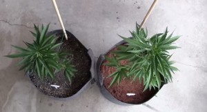 El cultivo en coco