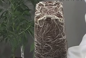 El cultivo en coco