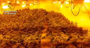Que no os vean el cultivo foto de indoor Que no os vean el cultivo