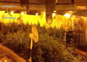 Que no os vean el cultivo foto de interior Que no os vean el cultivo
