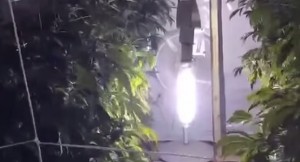 Aprovecha el espacio con el cultivo vertical
