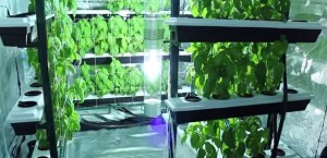 Aprovecha el espacio con el cultivo vertical